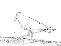 seagull Maimprinta Nga Mga Panid Sa Kolor